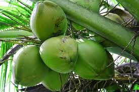 Khasiat Luar Biasa Buah Kelapa Bagi Tubuh Anda